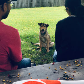 Happy dog looking at pet parents.