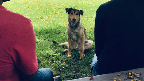 Happy dog looking at pet parents.