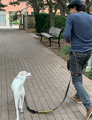 How to Stop Your Dog From Pulling Without Pain or Leash Corrections