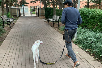Leash Pulling