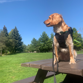 The Most Important Dog Training Lesson..