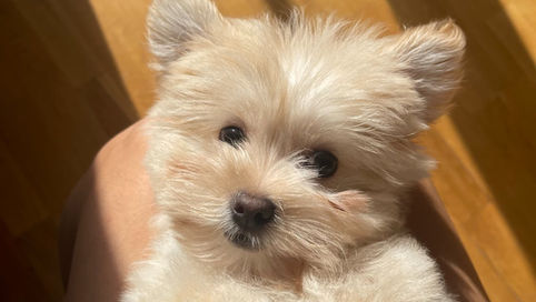 Dogs Learn by Association - What Does That Mean?