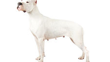 (Quick Answer) Where Can I Learn More About My Dogâs Breed?