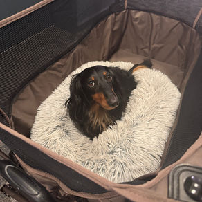 Understanding Resource Guarding in Dogs the Compassionate Way