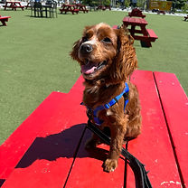 "We need more trainers like Carlos! Carlos is super friendly and patient. You can tell that he truly loves dogs and wants the very best for each one he works with. Before I started classes with Carlos, I was answering his fun Instagram dog training quizzes and ended up asking him some follow up questions.
What really stood out to me was how open and responsive he was even before I signed up for classes. He was already giving me training advice and tips and I wasn’t even a client yet!
That left such an amazing first impression on me and I could tell that he was in dog training not for the money, but to really help support dogs and their owners. We travelled all the way from Richmond Hill to see Carlos, and it’s worth the drive! We noticed our puppy is so much better on walks now and more comfortable in outside environments. Carlos, if you ever decide to open something in Richmond Hill, you know Ebi and I will be first to book!!"
- Bonita L.