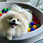 Drop-Off Playtime for Small Dogs in Mississauga_edited.jpg
