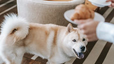 (Quick Answer) If I Feed My Dog Human Food, Will They Not Want Their Kibble Anymore?