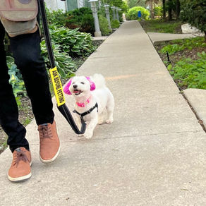 Small white dog walking with ,e