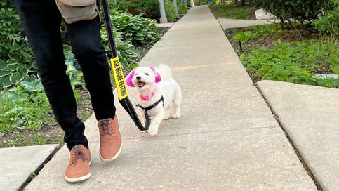 Small white dog walking with ,e