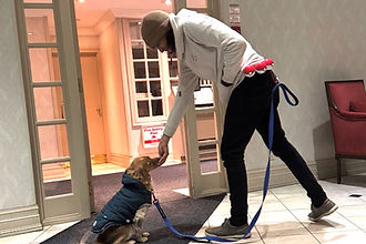 Puppy Training Mississauga GTA