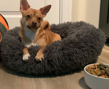 Young chihuahua mix laying down on his bed, near a bowl of dog treats.