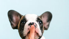 (Quick Answer) Why Is My Puppy Barking All the Time?