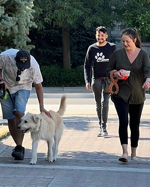 Leash Pulling Dog Training