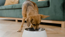 (Quick Answer) Why Does My Dog Only Eat in the Evening?