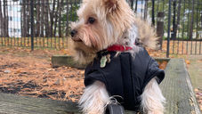 14 Quotes That Go Hand in Hand With Raising a Dog