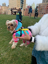 "We had a fun, educational experience on our first playtime session with Lil’o’s Team. Carlos & his team were guiding Coco while she walks around the play area and familiarizing herself with other small dogs like her. We thought that Coco just randomly barks because she gets easily mad at everything or everyone, but we learned from Carlos that Coco is a shy dog & that she still gets overwhelmed with everything she sees that are new to her, items, the people or other dogs around her. Carlos is great in explaining & sites best examples that helped us (mom & dad) understand Coco better. Just on our first training session, he made us realize how me & my husband need to be trained more than Coco. Hahaha!
We learned better ways on how to handle & care for our baby Coco & prevent her from barking a lot. Carlos is friendly, prompt, gentle with the dogs and his training techniques have been very effective (training for both humans & dogs) 😁. They also have a user-friendly website that’s simple to use for scheduling sessions, informative videos & training tips to watch & read too! I’m glad we were introduced to Lil’o’s Club and would highly recommend to loving pet parents like us who have no idea what to do and need guidance on how to train their pet babies! Thank you Carlos and team Lil’o’s! 🙌🏻🤗"
- Camille E.