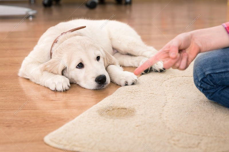 Person pointing to pee accident on the rug, as puppy watches.