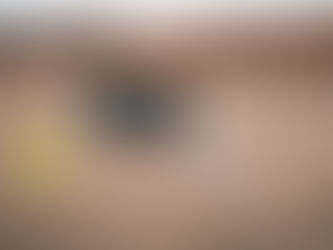 Should I Take My Dog to Agility Training?