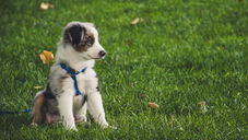 (Quick Answer) What Is Puppy Socialization?