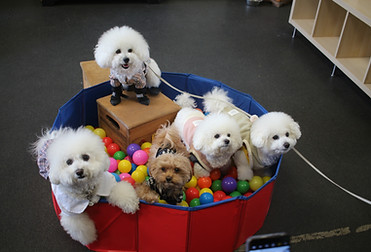 Small Doggy Play Sessions