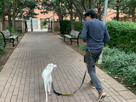 This Is My Favourite Training Tool to Improve Your Dog’s Walking