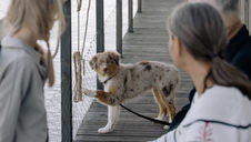 (Quick Answer) What Is Clicker Training?