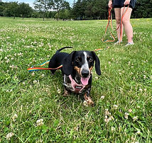 "Cannot give enough stars to Lilo’s Club. I came across the group on Instagram and I am so glad that I did. Not only has it helped our Sesame with her reactivity, but has provided a great community of other small dog owners. Both Sesame and I look forward to our play sessions and walks with the group. Carlos and team are beyond helpful and provide a safe space to correct behavioural issues without punishment. I’ve been struggling for some time to find a trainer that focuses on redirecting vs punishing. As well they offer a ton of items for rent or purchase such as treat puzzles and other enrichment ideas for your pup! If you have a small dog, pls check them out!"
- Rebekka C.