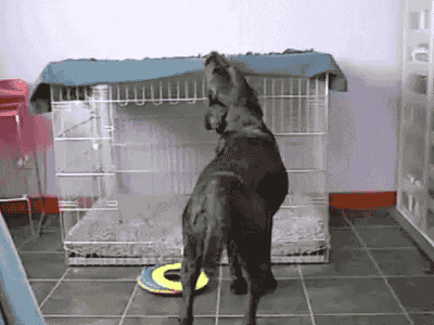 Product Review: Crate Cover