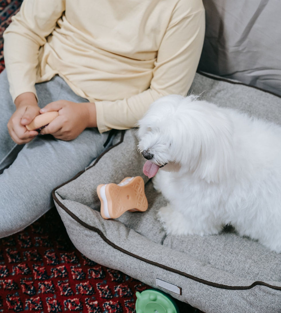 Dog sitting next to his owner, on his dog bed with a dog toy