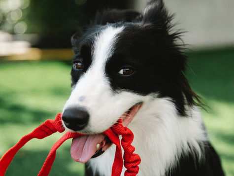Hiring a Dog Trainer: 5 Red Flags