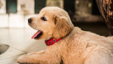 (Podcast) #PetParentsAsk Ep. 1: Puppy Schedule, Tips & Tricks While at Work