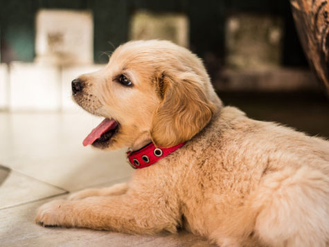 (Podcast) #PetParentsAsk Ep. 1: Puppy Schedule, Tips & Tricks While at Work