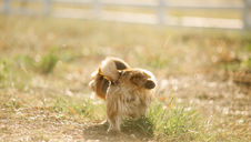 (Podcast) #PetParentsAsk Ep. 8: Why Does My Puppy Only Pee in One Spot?