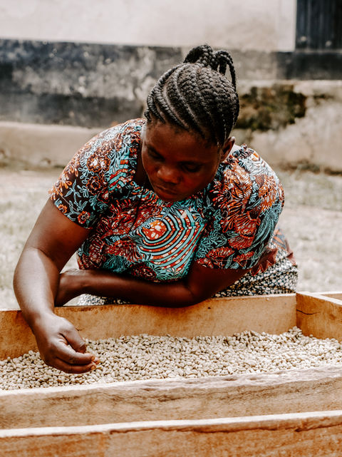 A woman focussing on the harvested coffee beans, sorting them out carefully.