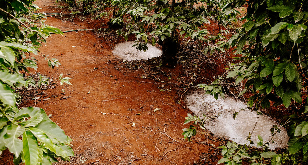 Irrigation
Before and after the rainy season, irrigation adds more water to the coffee plants. It keeps them fresh and supports good flowering.