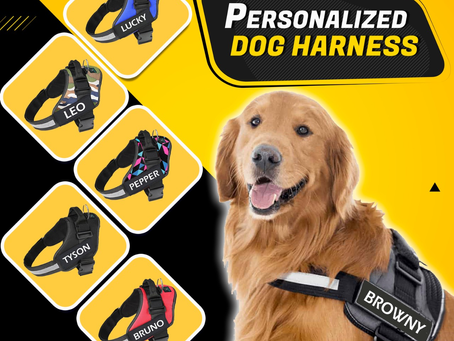 What to Look for When Buying Customized Dog Accessories Online in India