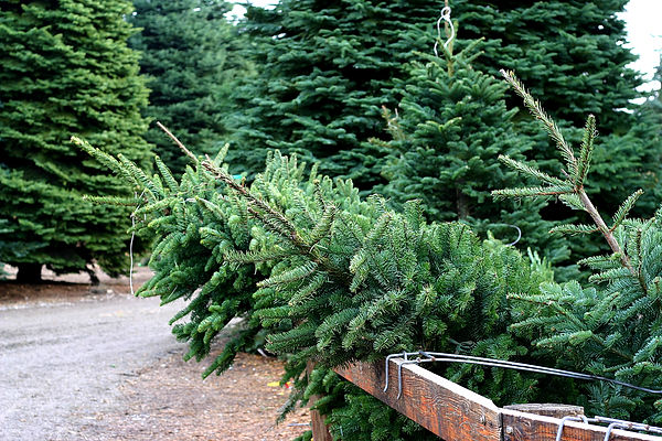 Noble Fir trees .jpeg