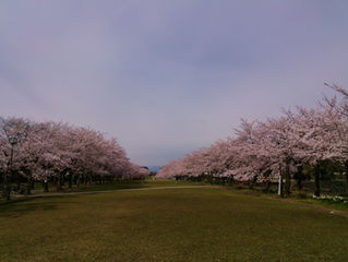 多摩センターの桜の名所・宝野公園