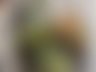 野菜を頂きました