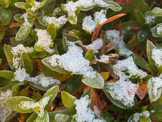 本年もよろしくお願いいたします
