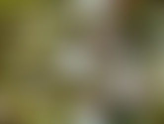 本年もよろしくお願いいたします