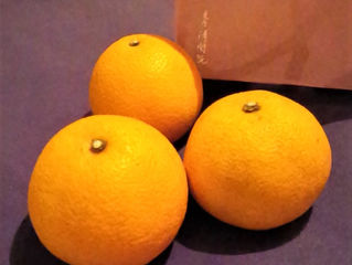 お客様から八朔を頂きました