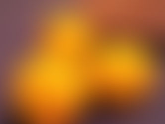 お客様から八朔を頂きました