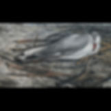 Seagull. 1989.