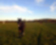 Owen's Farm Therapies - Horses