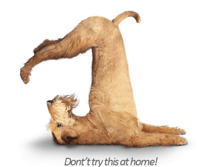Treatment of Dogs: What to expect on the first visit