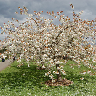 Prunus Serrulata 'Kanzan'