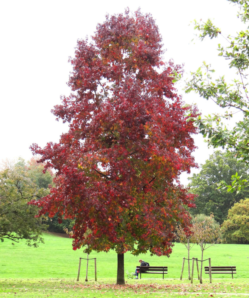 Liquidambar Styraciflua