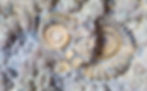 Lower Jurassic ammonites from Lyme Regis