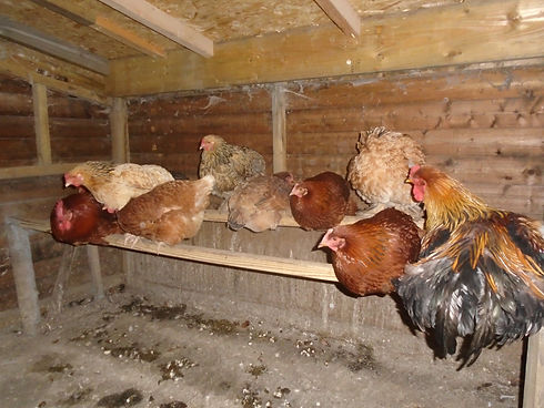 Owen's Farm Therapies - Chickens
